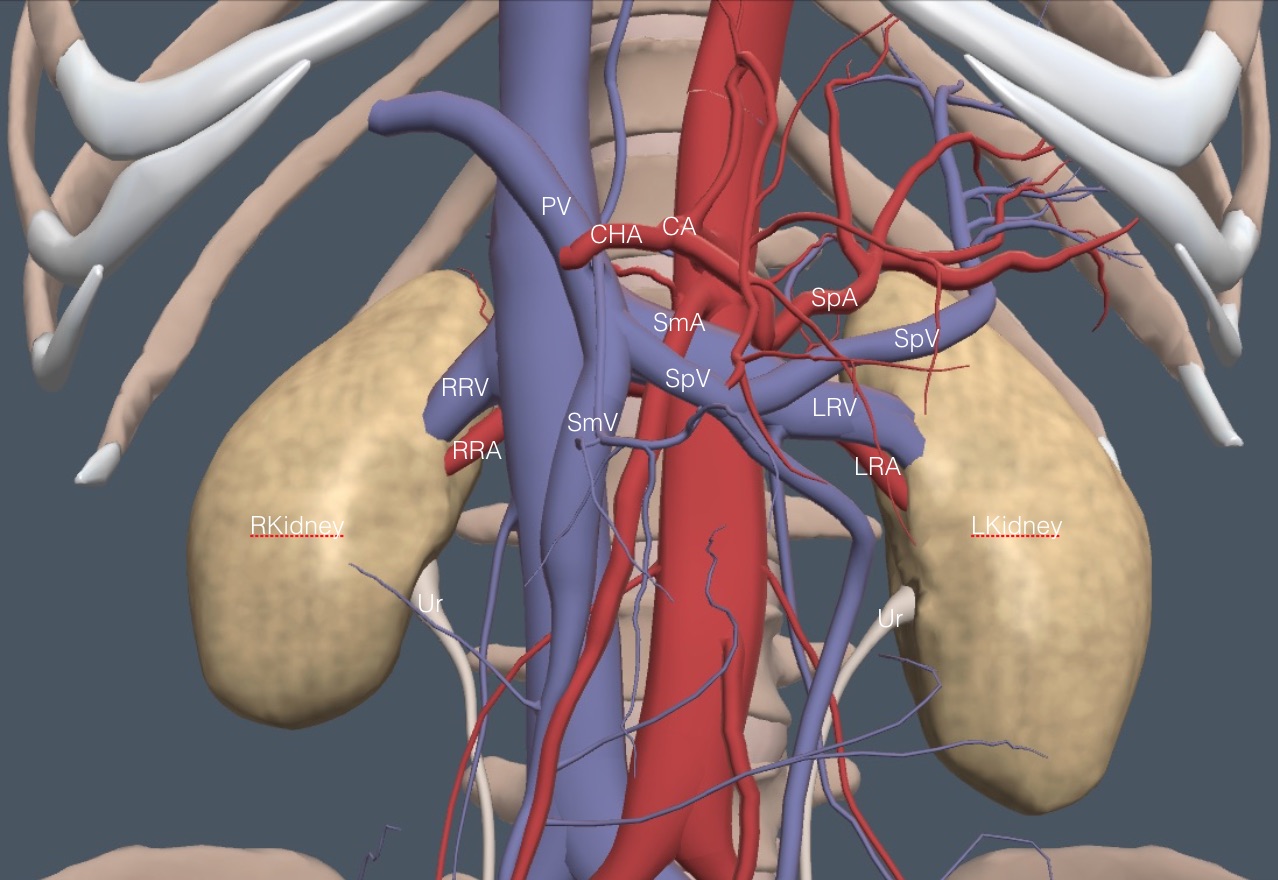 Kidneys and Adrenal Glands