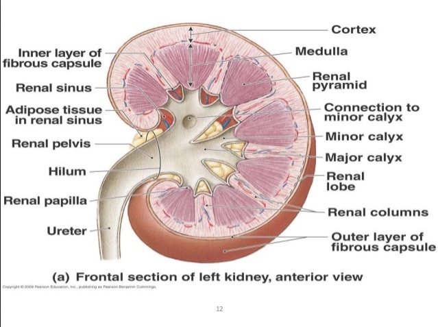 What function does a calyx perform in the kidneys?