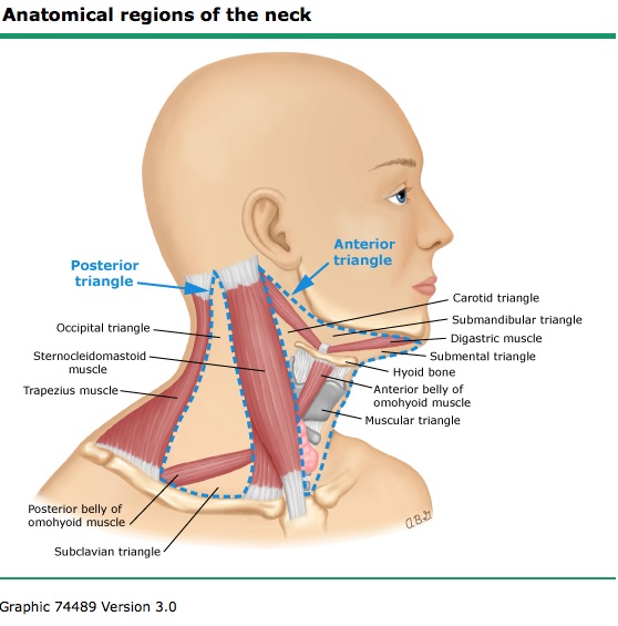submandibular lymph nodes